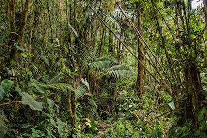 Los microbios que viven en la corteza de los árboles pueden absorber metano a una escala igual o superior de la del suelo