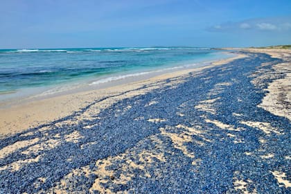 Metros cuadrados de arena cubiertos por cadáveres de medusas marineras en la costa de Cerdeña.