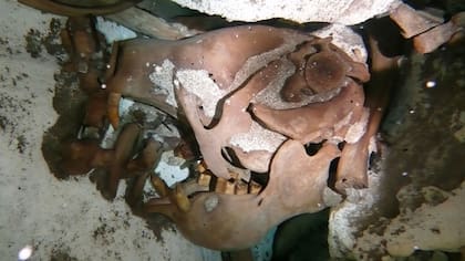 México: descubren a una nueve especie de perezoso gigante en un pozo de hace más de 10 mil años antes de Cristo