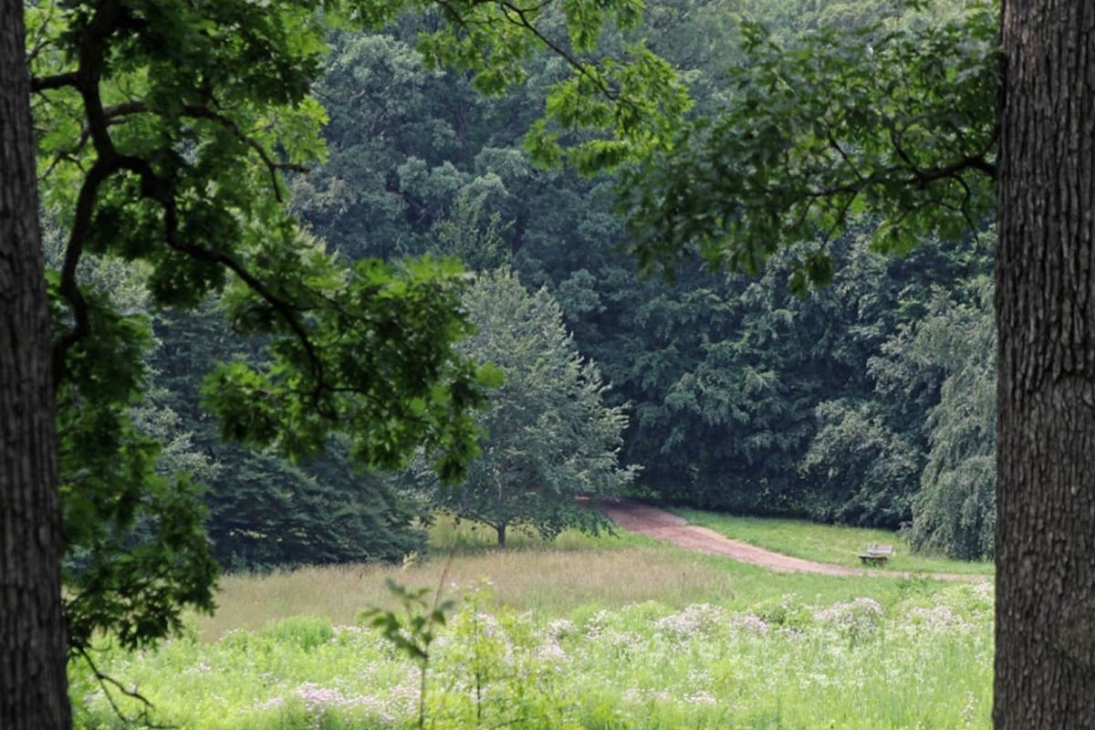 México es el país con mayor riqueza de especies de roble en el mundo y muchas de ellas se encuentran amenazadas (Foto Instagram @mortonarb)