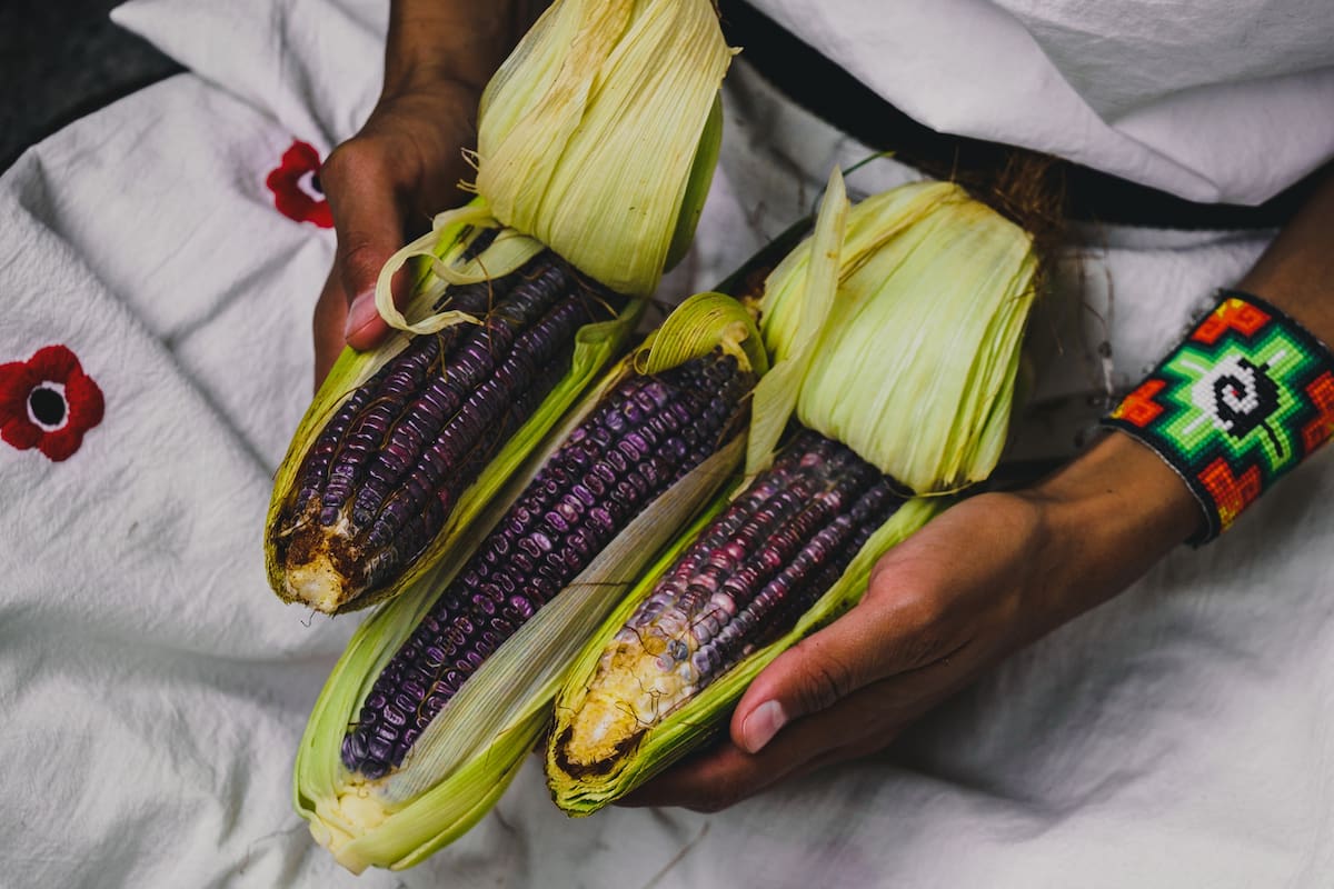 México es uno de los principales consumidores de maíz del mundo