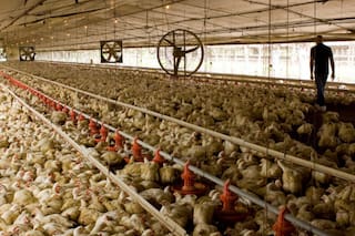 Brasil detectó un brote de Newcastle en una granja de pavos y México suspendió las compras de pollo