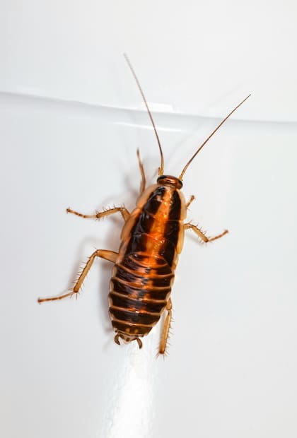 Mezclar bicarbonato de sodio, agua y azúcar. Se recomienda que con esta mezcla se coloque estratégicamente en las áreas donde son frecuentadas estos insectos
