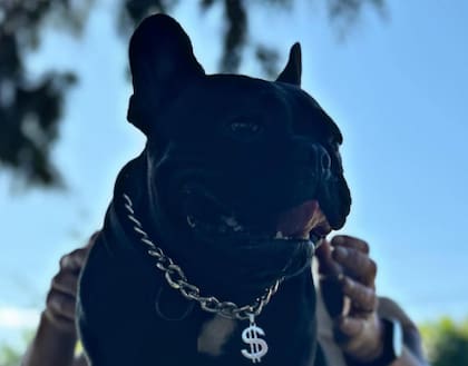 "Mi cadena" indica la publicación realizada en la cuenta de Instagram dedicada exclusivamente a subir fotos del perro