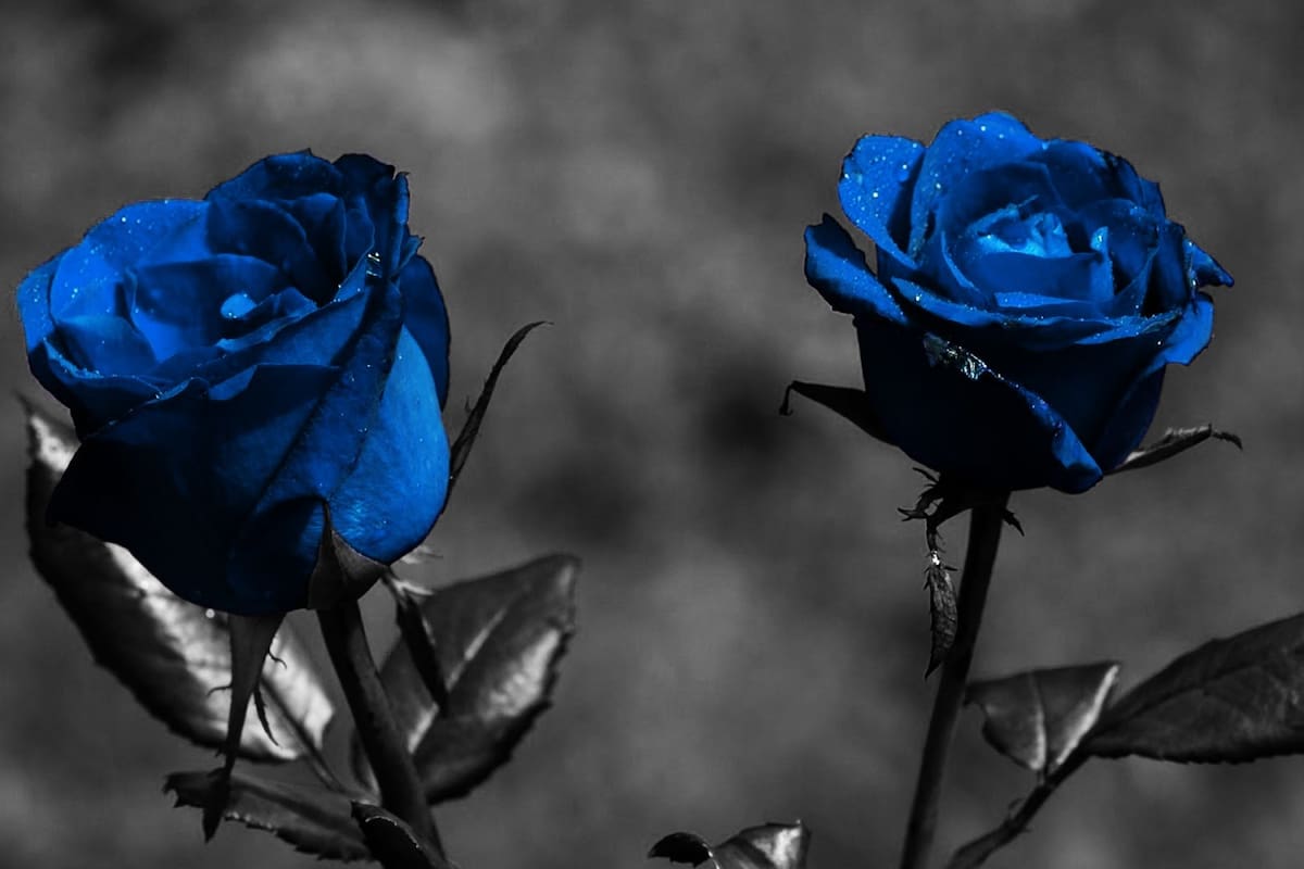 Mi madre contaba en el alba, junto a la rosa azul de Novalis
