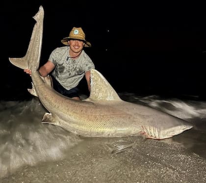 Michael Hengel ha capturado a cientos de tiburones en la orilla del mar