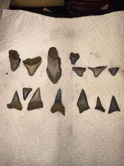 Michael VanEtten encontró una gran cantidad de dientes de tiburón fosilizados en el Peace River de Florida