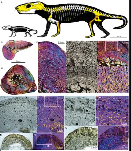 Microestructura ósea del ejemplar CRILAR-PV109 y la línea neonatal que permitió estimar su masa al nacer