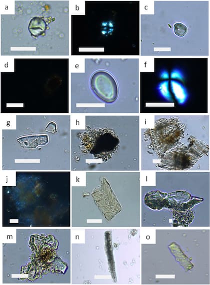 Micropartículas animales y vegetales analizadas en los cálculos dentales de los neandertales siberianos