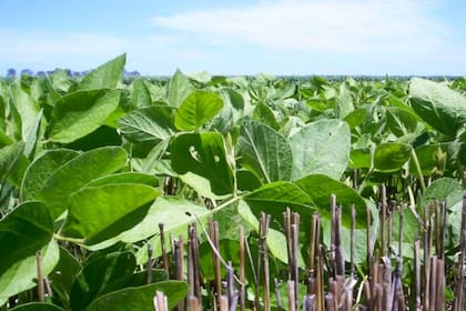 Midieron en lotes CREA del norte de Buenos Aires con pérdidas de carbono en el suelo después de cinco años bajo monocultivo de soja y lo compararon con dos rotaciones: una típica (trigo-soja/maíz/soja) y; otra más intensiva, (trigo-soja/arveja de campo-maíz/soja)
En ambas rotaciones no solo evitaron pérdidas de carbono, sino que encontraron que los rendimientos fueron mayores en comparación con el monocultivo