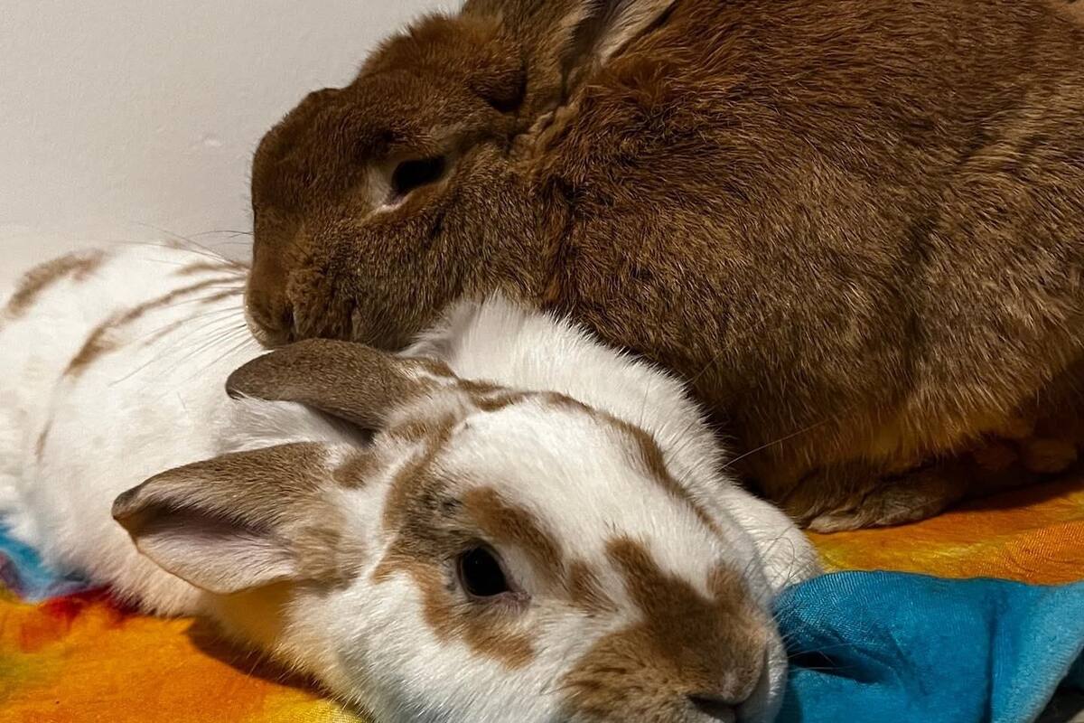 Miel y la bienvenida de Brownie