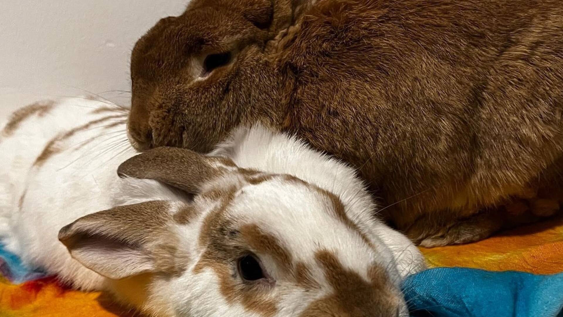 Miel y la bienvenida de Brownie
