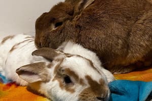 Miel y la bienvenida de Brownie