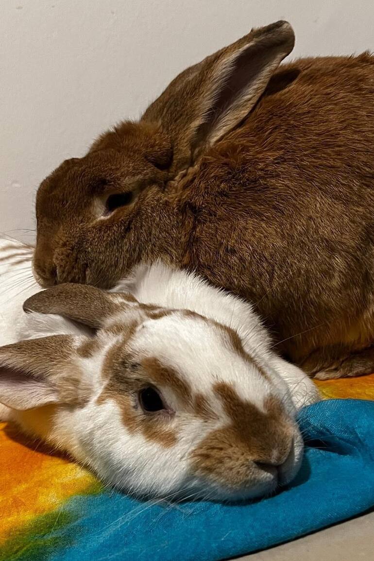 Miel y la bienvenida de Brownie