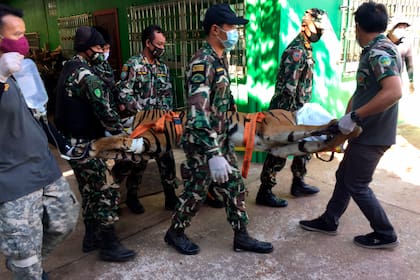 Miembros de la Dirección de Parques Nacionales, Vida Silvestres y Fauna de Tailandia transportan un tigre que había permanecido en cautiverio