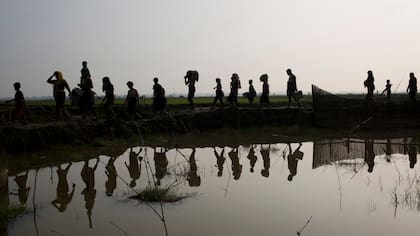 Miembros de la minoría étnica Rohingya de Myanmar caminan a través de campos de arroz después de cruzar la frontera hacia Bangladesh