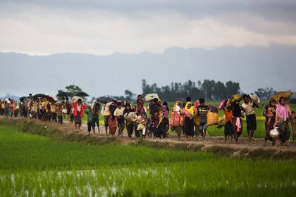 Miembros de la minoría étnica Rohingya de Myanmar caminan a través de campos de arroz después de cruzar la frontera en Bangladesh cerca del área de Teknaf del Bazar de Cox