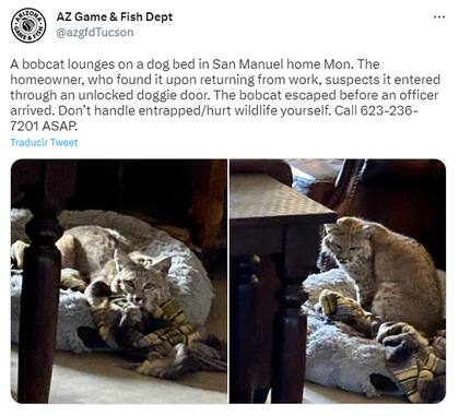 Miembros del Arizona Game & Fish Department explicaron que los hallazgos de gatos monteses se deben reportar de inmediato a las autoridades