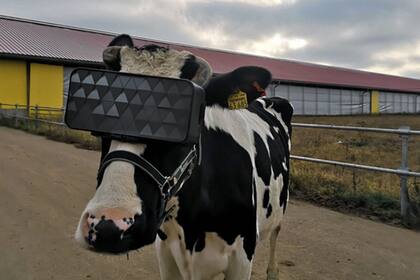 Mientras algunos productores lecheros utilizan masajes, en una granja rusa apelaron a visores de realidad virtual adaptados a la cabeza de las vacas