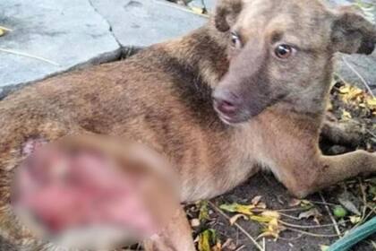 Mientras la dueña del animal estaba de vacaciones una vecina atacó a la mascota. La agresora fue detenida e imputada