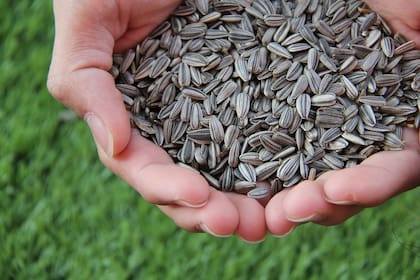 Mientras la soja sufrió una caída del 36,3%, el volumen fue compensado por otros cultivos. Fue así que el girasol se consolidó como el gran dinamizador de la primera mitad del año con un aumento del 212,4%, triplicando los volúmenes de 2025