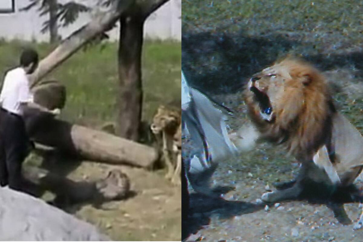 Mientras más lo mordían, más provocaba la furia de los leones para seguir siendo atacado (Foto: YouTube @byrontv420)