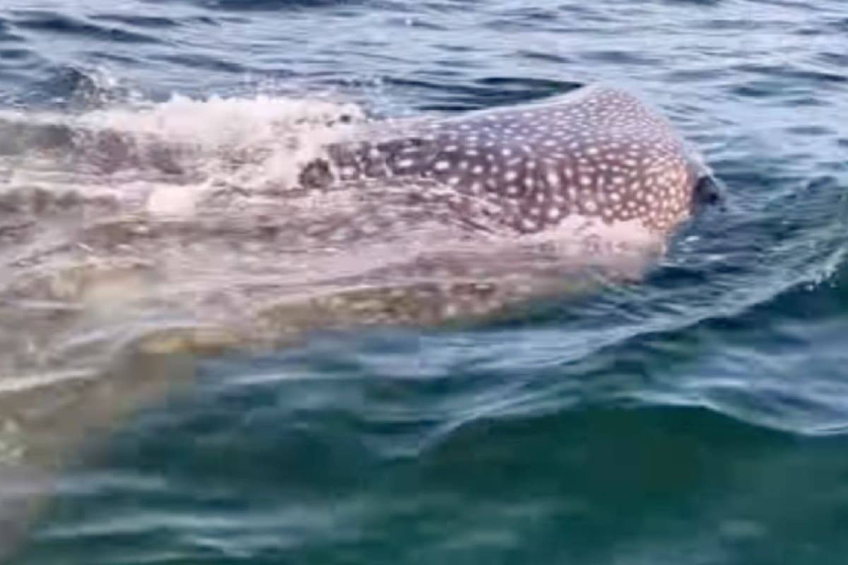 Mientras navegaban en Florida, se cruzaron con un tiburón ballena