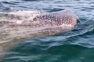 Mientras navegaban en Florida, se cruzaron con un tiburón ballena