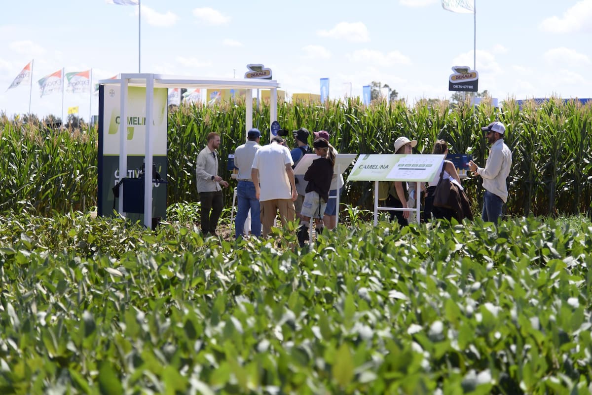 Mientras presentan nuevos híbridos y variedades en Expoagro, las empresas también ponen el foco en otro debate clave para el sector: el futuro del marco regulatorio y la propiedad intelectual en semillas.