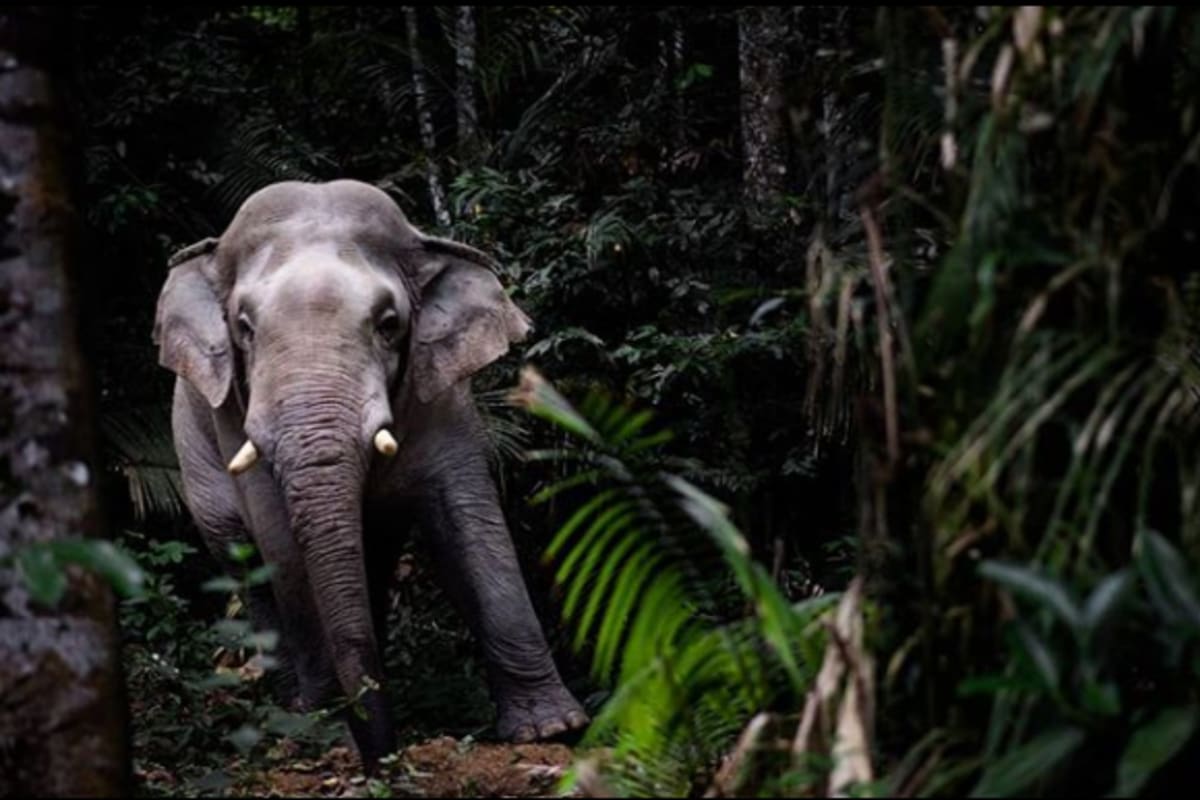 Mientras que decenas de elefantes de santuarios privados han sido liberados en Tailandia por efecto de la pandemia, los cientos que habitan el parque nacional Khao Yai recuperan sus espacios pero necesitan nuevas infraestructuras