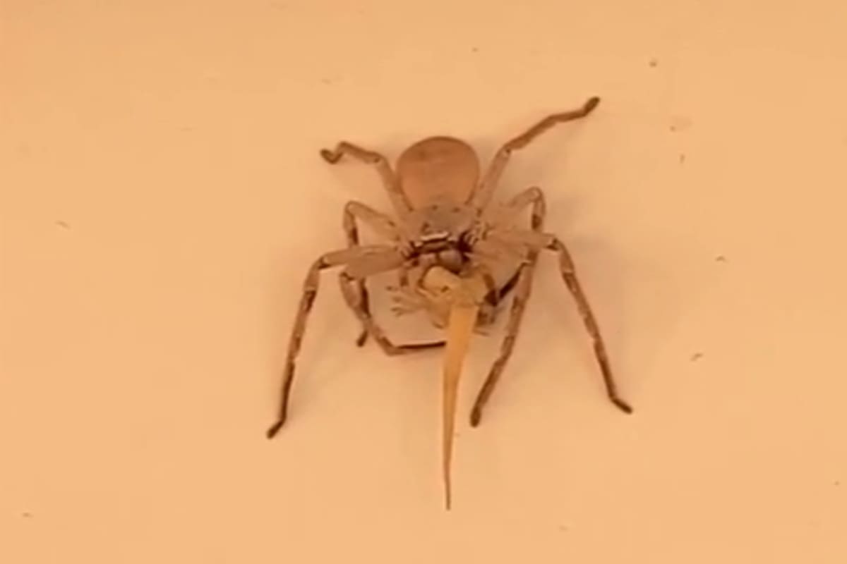 Mientras se mantiene aferrada a la pared con cuatro patas, usa otras para comerse al reptil