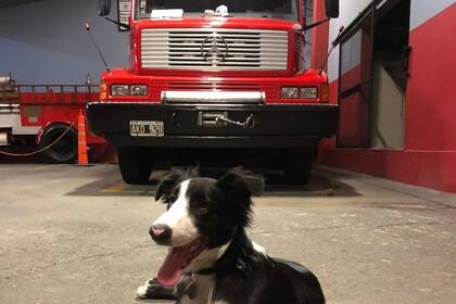 Miguel Manguera, la mascota del cuartel de Bomberos de Quilmes