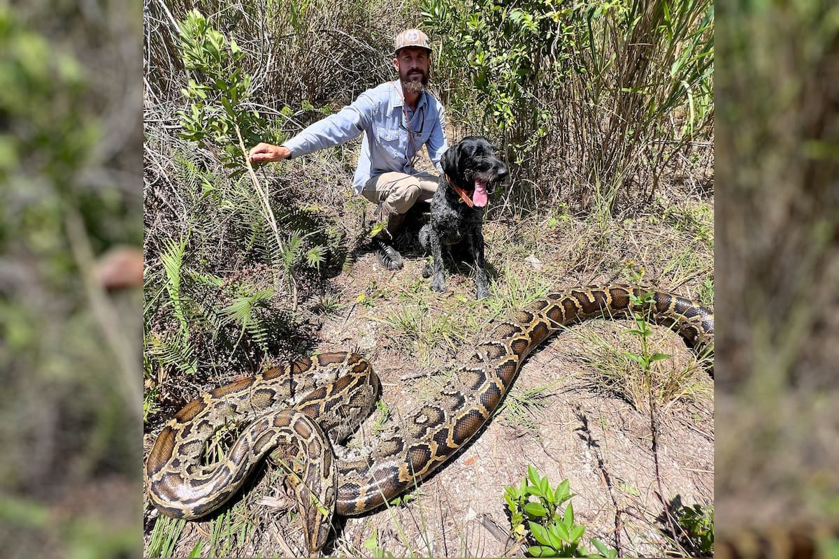Mike Kimmel y su perro Otto son expertos cazadores de serpientes pitón en Florida