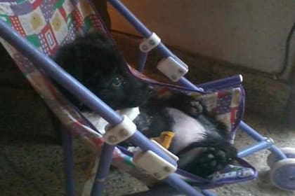Milagros es un integrante más de la familia