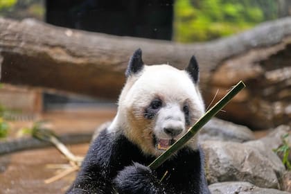 Miles acuden a un zoo de Tokio para ver a los últimos dos pandas en Japón antes de su vuelta a China
