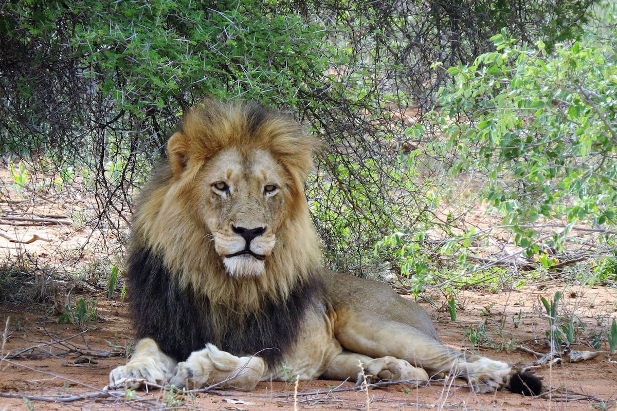 Miles de animales fueron cazados ilegalmente en 2017, según estadísticas de las autoridades sudafricanas.