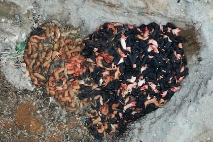 La peste porcina africana impacta sobre la producción de China