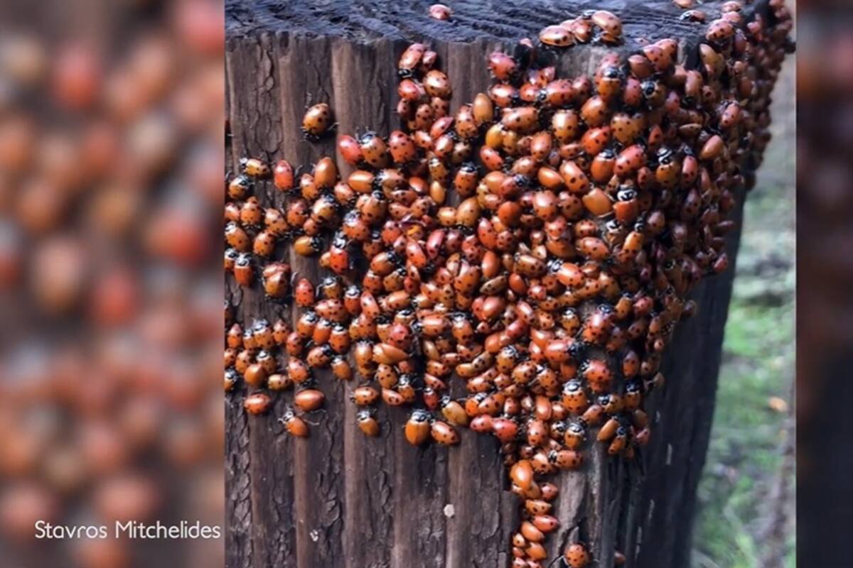 Miles de mariquitas abarrotadas en los arbustos se hacen virales tras la difusión de este vídeo