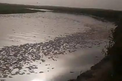Miles de peces muertos a lo largo de 14 kilómetros de las costas del embalse de Río Hondo