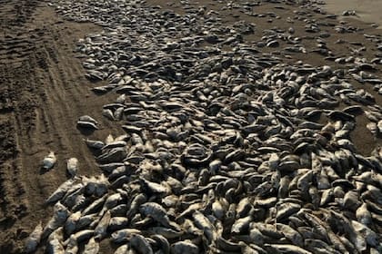 Miles de peces muertos en el Quintana Beach County Park