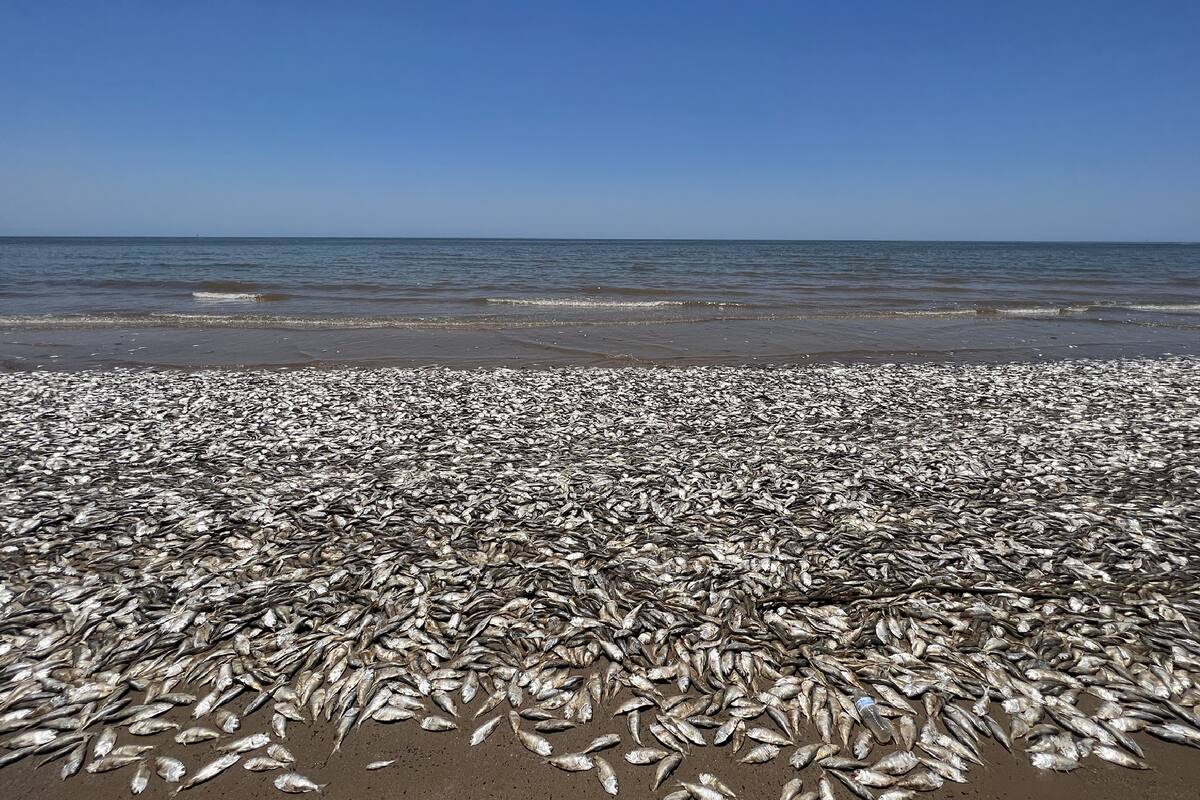 Miles de peces muertos en el Quintana Beach County Park