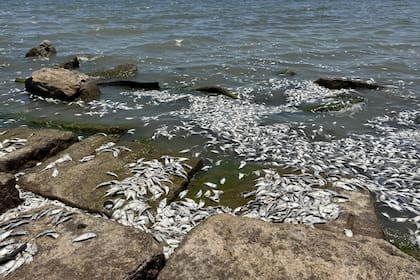 Miles de peces muertos en el Quintana Beach County Park; las autoridades pidieron evitar la zona