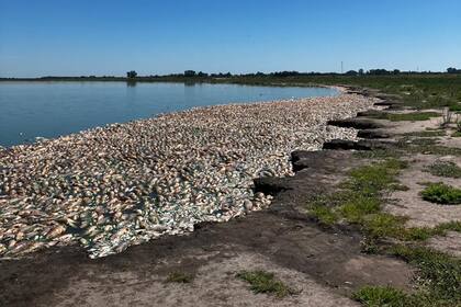 Miles de peces muertos en la orilla del río Salado
