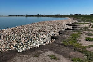 Miles de peces muertos en la orilla del río Salado