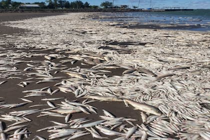 Miles de peces muertos en la zona costera de la Laguna de Gómez en Junín