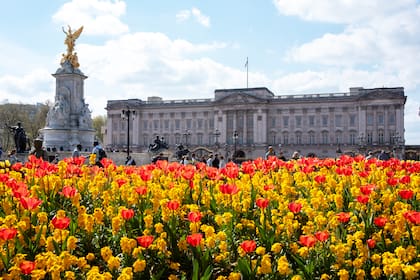 Miles de tulipanes florecen frente al Palacio de Buckingham