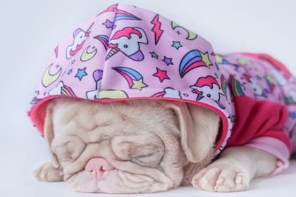 Milkshake es uno de los cien ejemplares de perros pug rosados en el mundo.