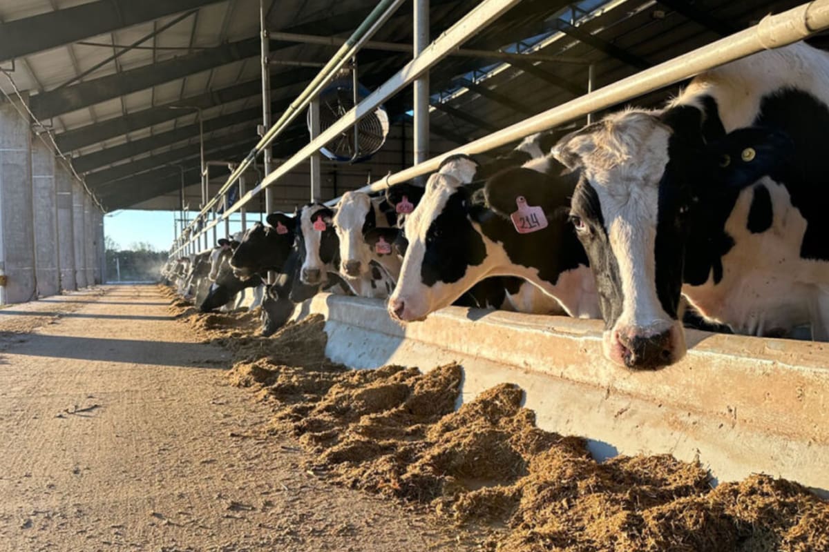 Milkynet en Tacural (Santa Fe) comenzó a operar en junio del 2023 y hoy produce 20.000 litros diarios con 700 vacas