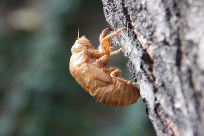 Millones de cigarras emergen del suelo de Estados Unidos en el mes de mayo