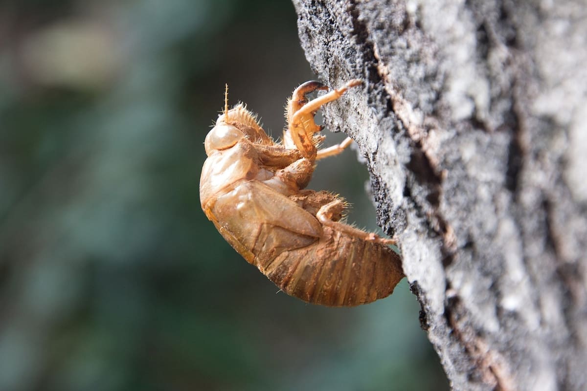 Millones de cigarras emergerán del suelo de Estados Unidos en el mes de mayo